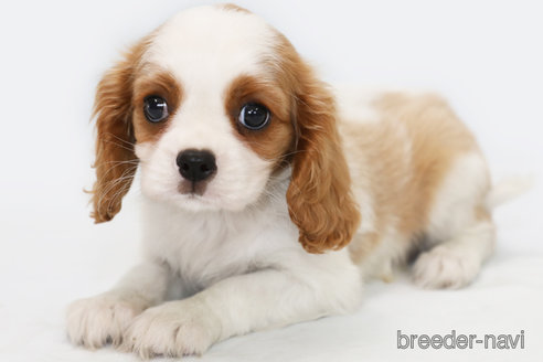 成約済の神奈川県のキャバリアキングチャールズスパニエル-303405